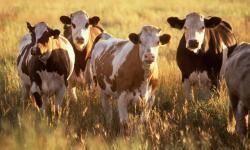 EC Okays Croatia's €23m Scheme for Livestock Sector Aid