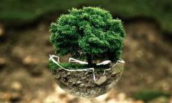 The EU, EBRD and Austria Donate Trees for a Greener Western Balkans