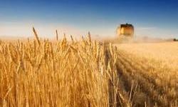 Ukrainian grain without a sea: what will happen to exports? 