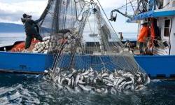 Industria e peshkimit/ Investimet dhe eksportet në rritje progresive paralele