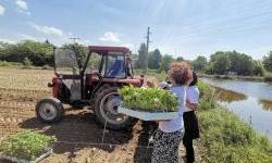 ФАО и партнерите ја поставуваат основата за подобрено управување со системот за семе во Северна Македонија