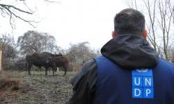 Restoring biodiversity in Obedska Bara with water buffaloes