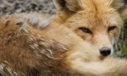 Zagreb dobiva prvi objekt za zbrinjavanje divljih životinja