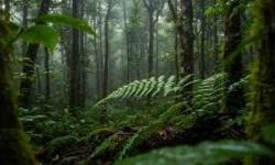 Svjetska banka podržava Crnu Goru u zaštiti šuma i jačanju lokalne privrede