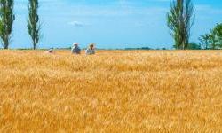 Dovoljno za domaće potrebe i malo za izvoz. Koliko je Ukrajina izgubila žita zbog rata?