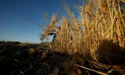 Rusi odvoze ukradeno ukrajinsko žito na Krim