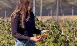 Empowering rural women through berries