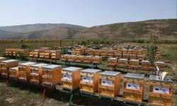 Thanks to the project ”EU for Innovation” Albanian beekeepers are modernizing their business